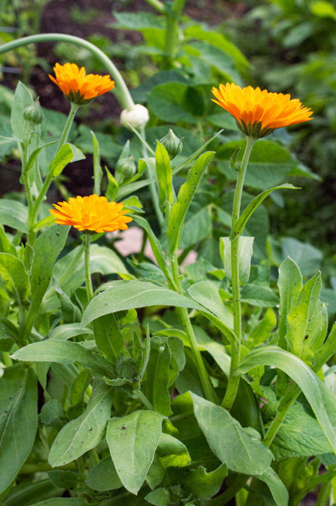 Ringelblume