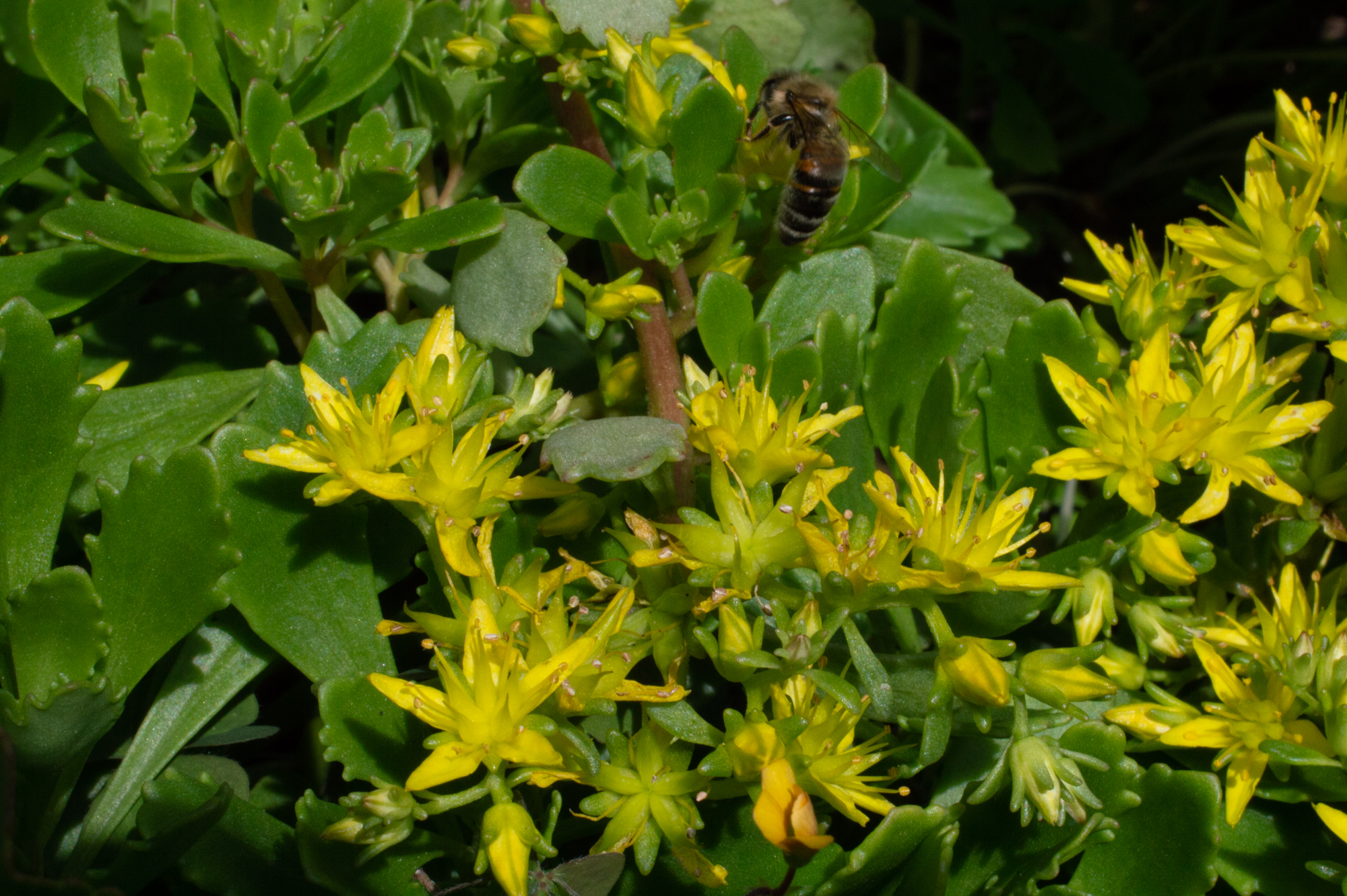 Sibirische Fetthenne