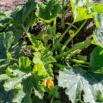Zucchini