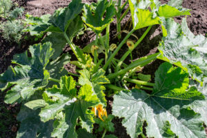 Zucchini