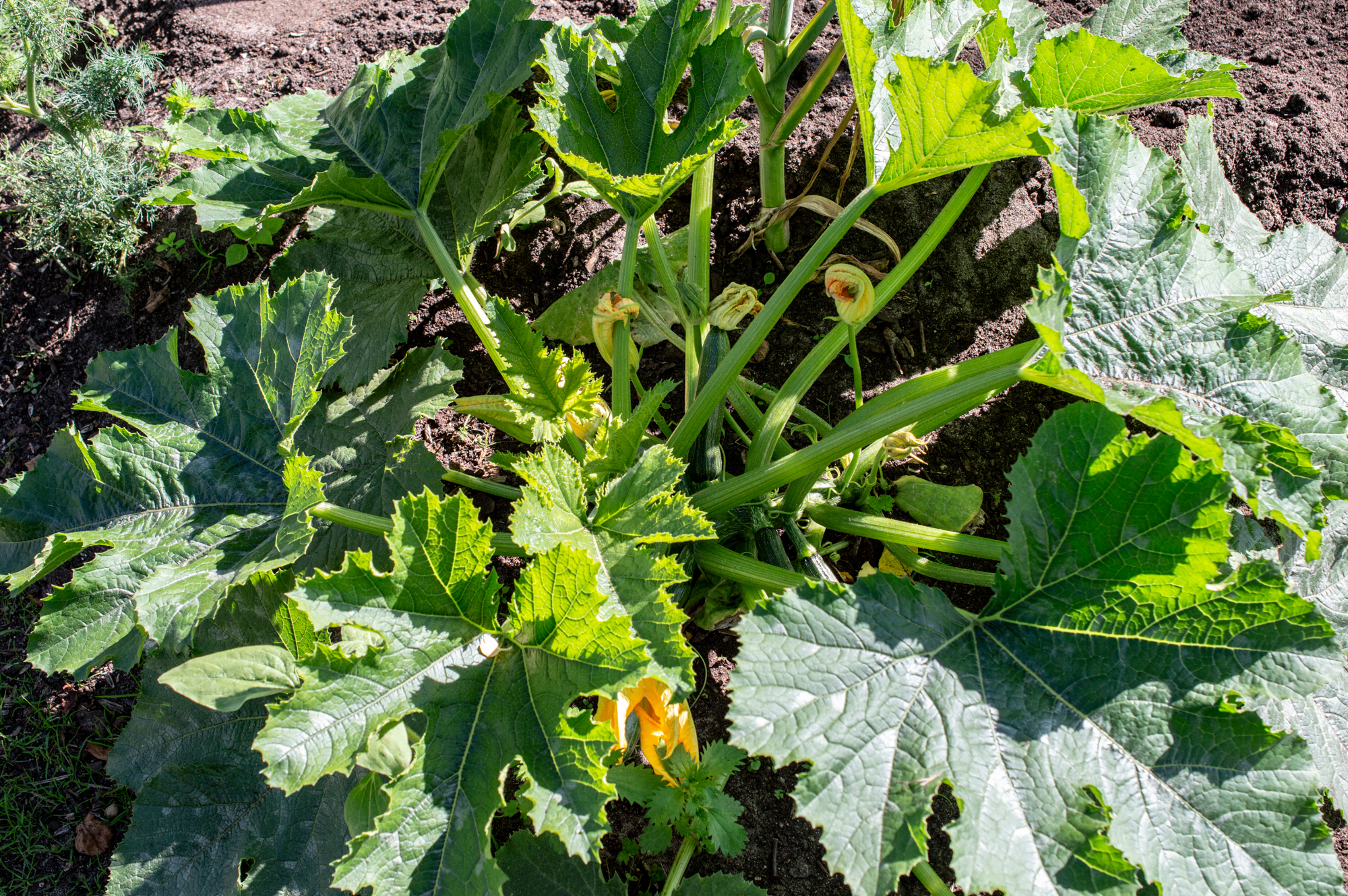 Zucchini