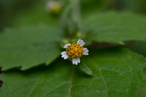 Behaartes Knopfkraut