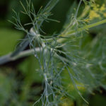 Dill