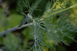 Dill