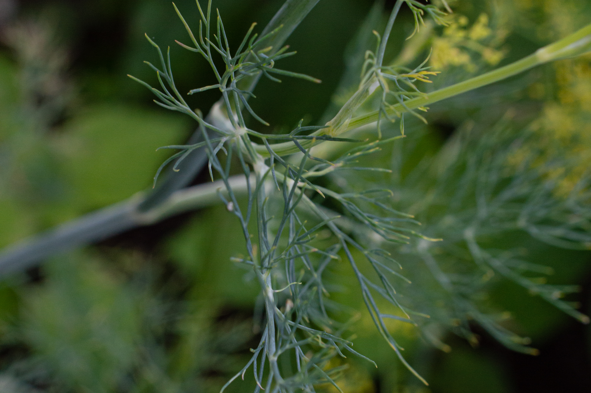 Dill