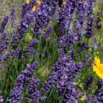 Echter Lavendel