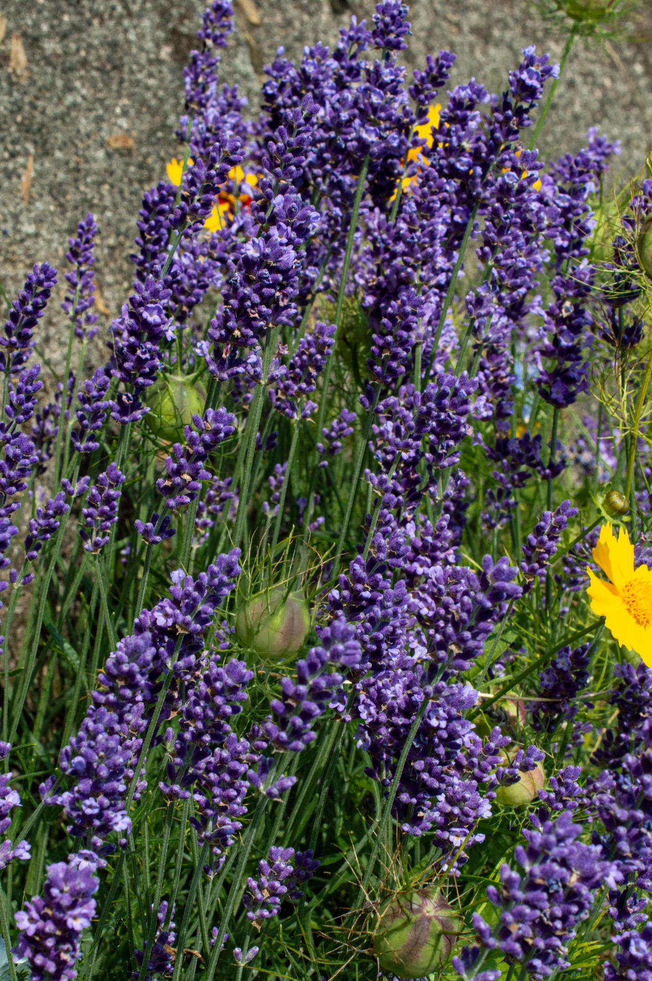 Echter Lavendel