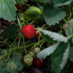 Gartenerdbeere