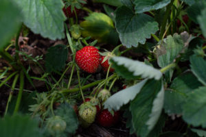 Gartenerdbeere