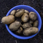 Kartoffelernte