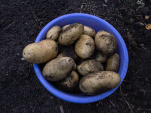Kartoffelernte