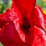 Klatschmohn