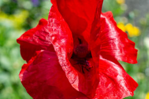 Klatschmohn