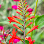Garten-Montbretie