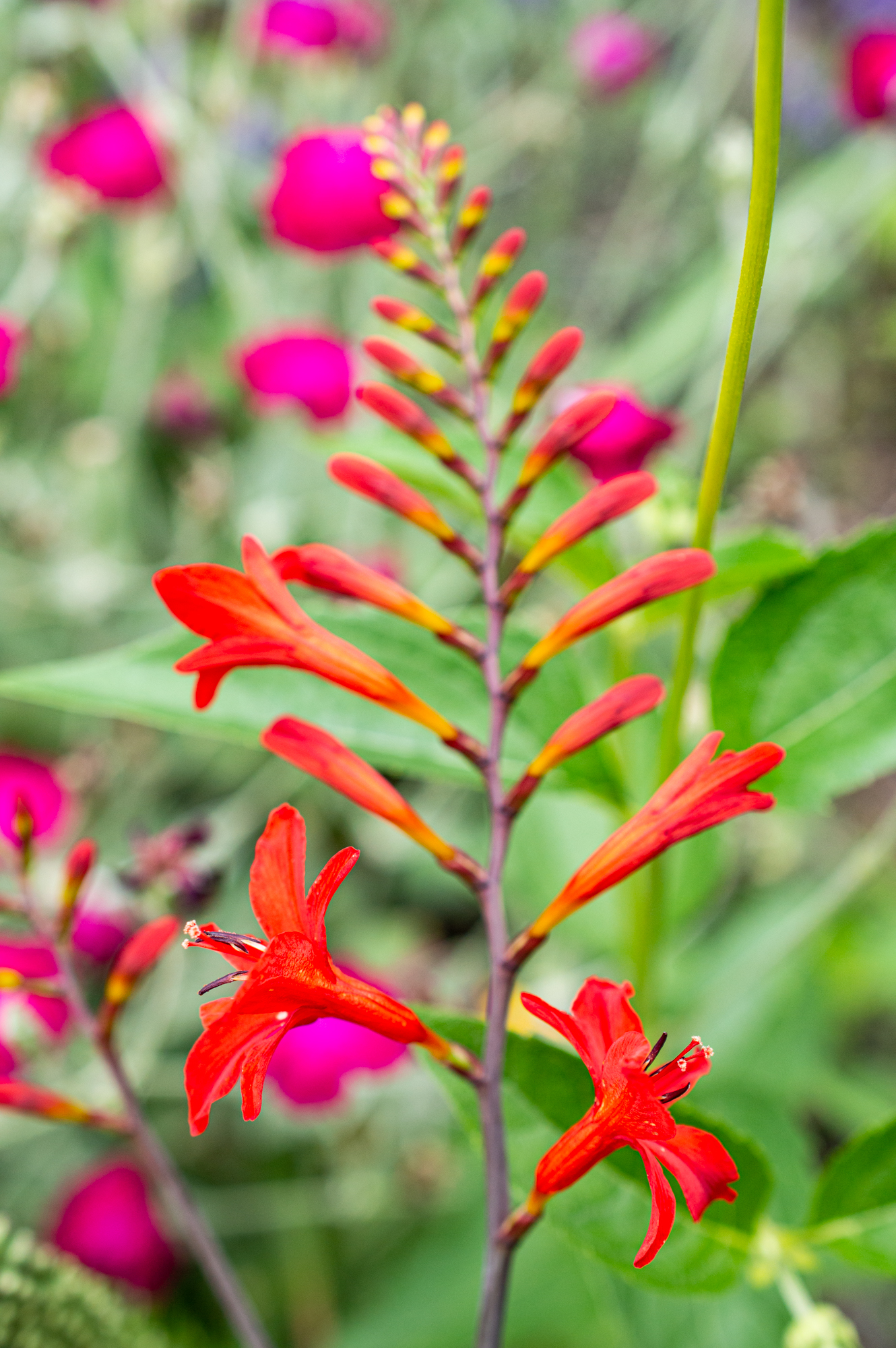 Garten-Montbretie