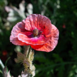 Gewöhnlicher Saat-Mohn
