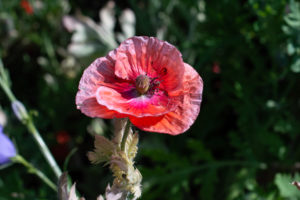 Gewöhnlicher Saat-Mohn