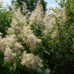 Hoher Wald-Geißbart