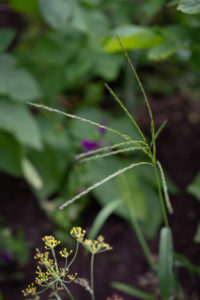Blutrote Fingerhirse