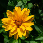 Garten-Sonnenauge