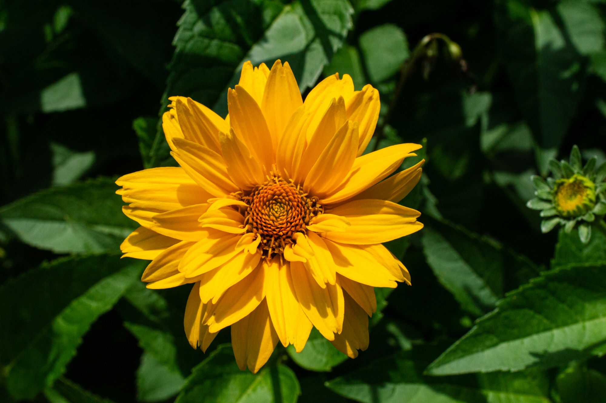 Garten-Sonnenauge