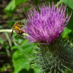 Gewöhnliche Kratzdistel