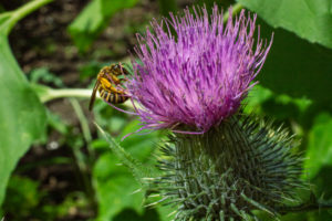 Gewöhnliche Kratzdistel