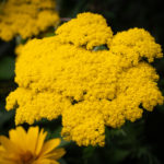 Goldgarbe (Achillea filipendulina)