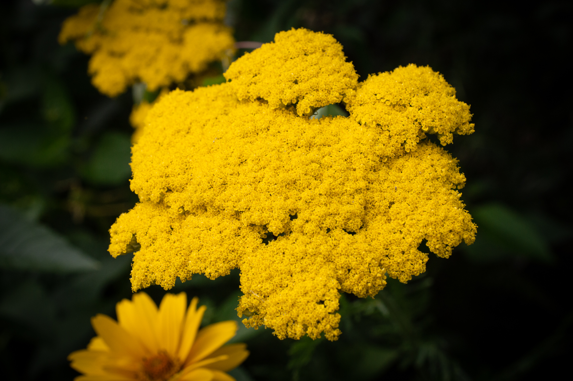 Goldgarbe (Achillea filipendulina)