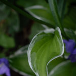 Funkie, Hosta-Hybride