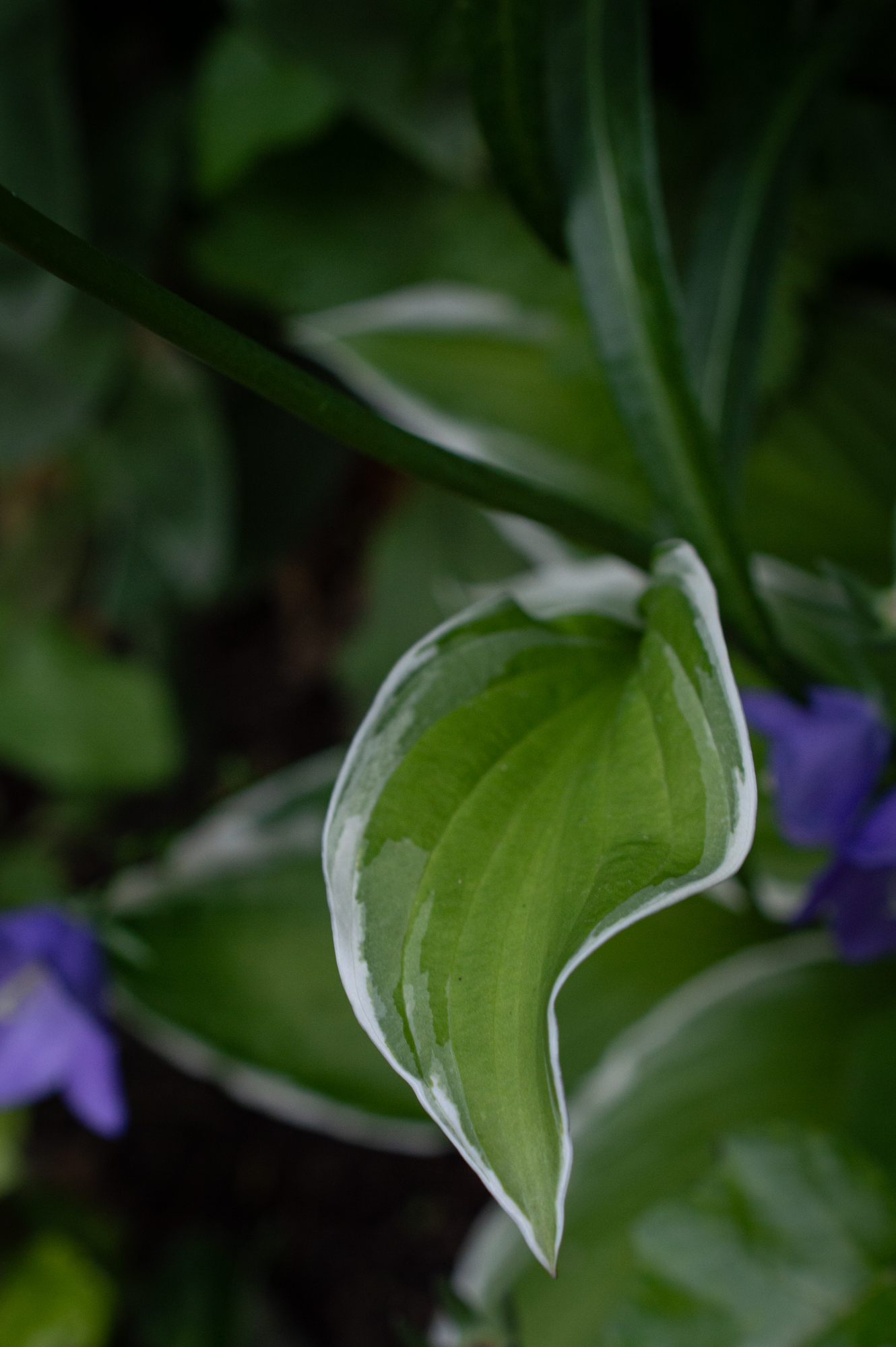 Funkie, Hosta-Hybride