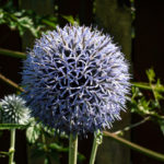 Kugeldistel