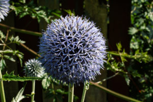 Kugeldistel