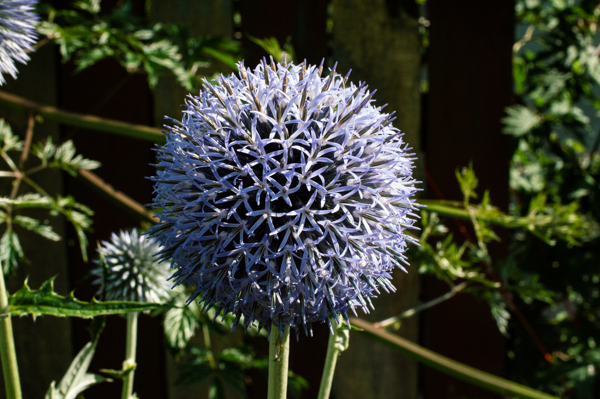 Kugeldistel