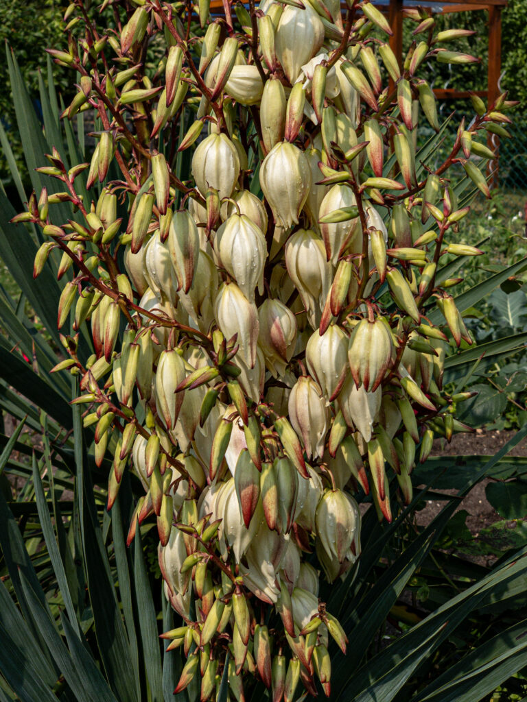 Palmlilie