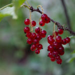 Rote Johannisbeere