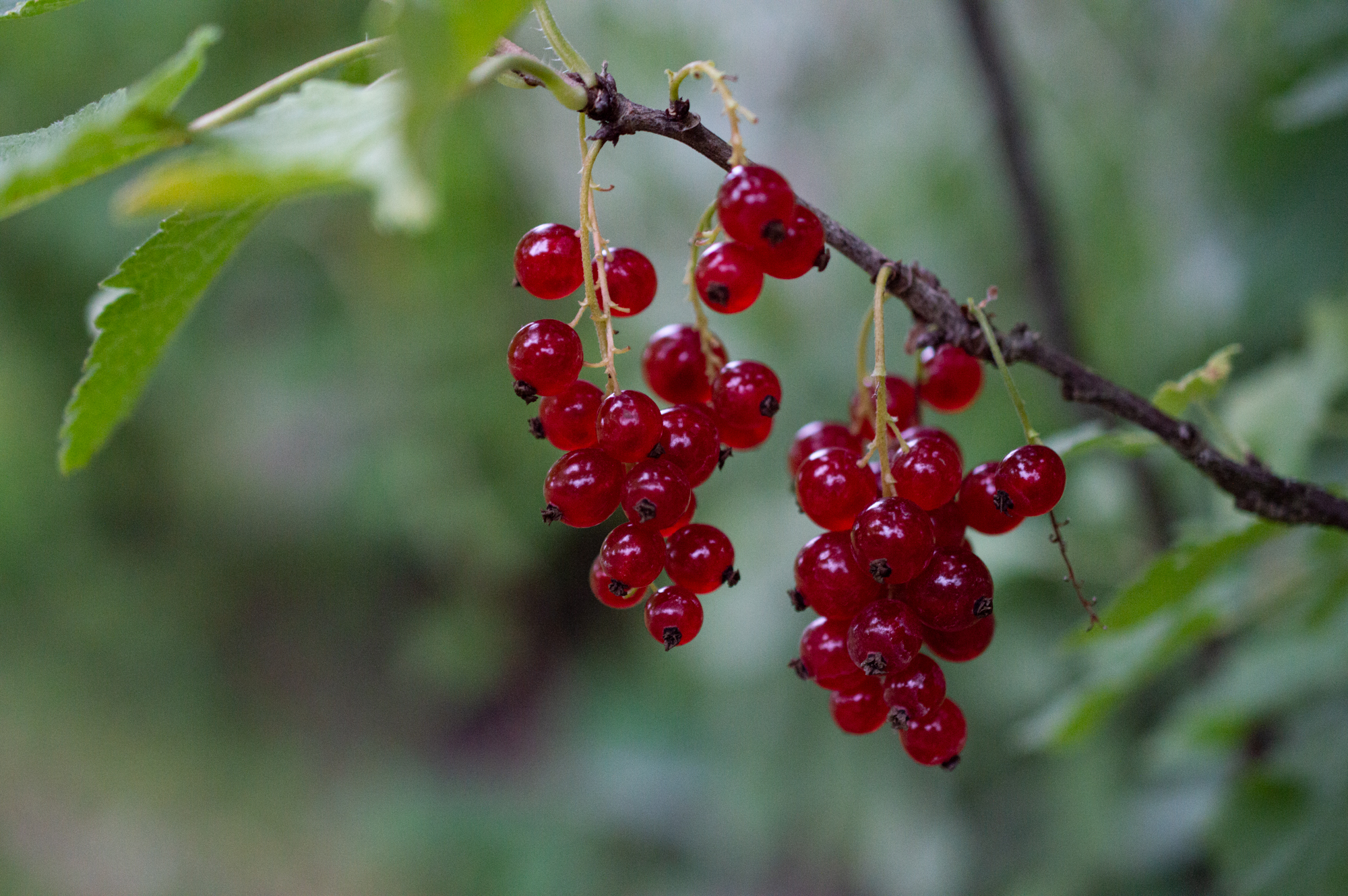 Rote Johannisbeere