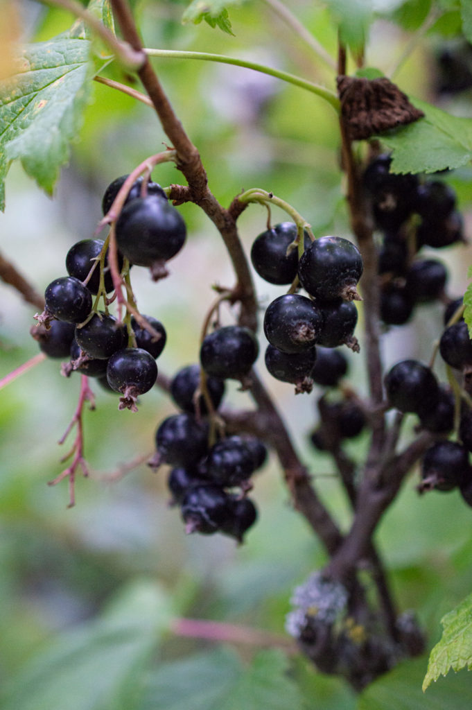 Schwarze Johannisbeere-