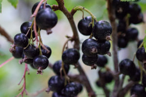 Schwarze Johannisbeere