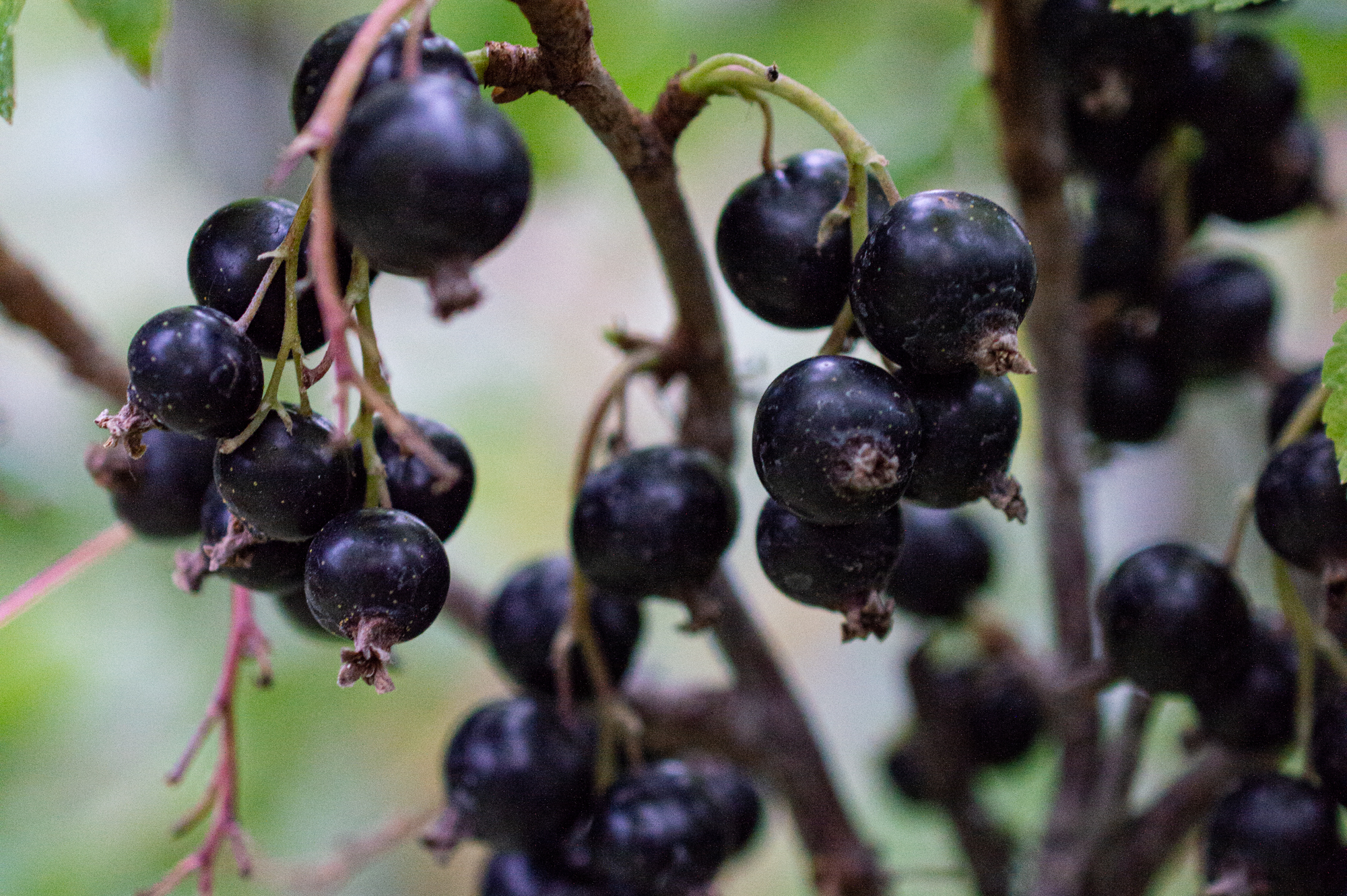 Schwarze Johannisbeere