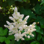 Garten-Astilbe