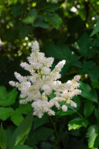 Garten-Astilbe