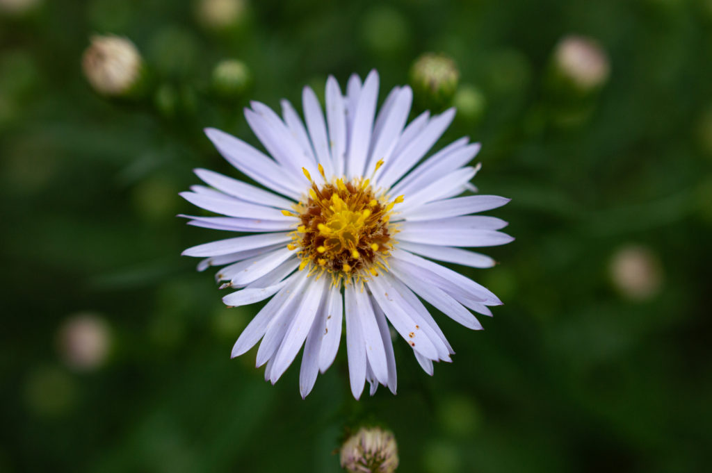 Herbstaster