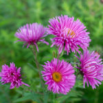 Herbstastern