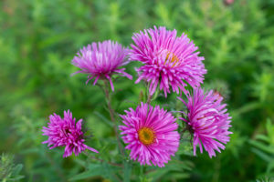 Herbstastern