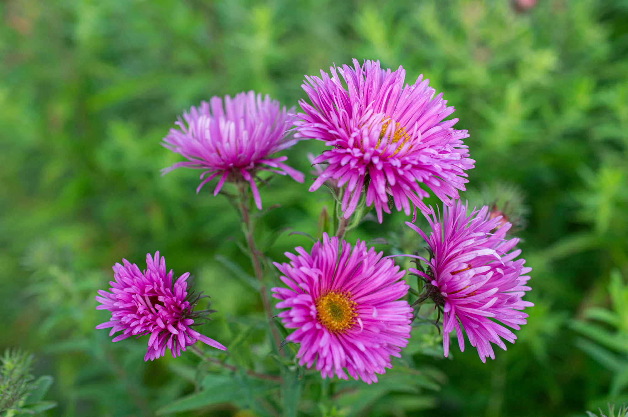 Herbstastern