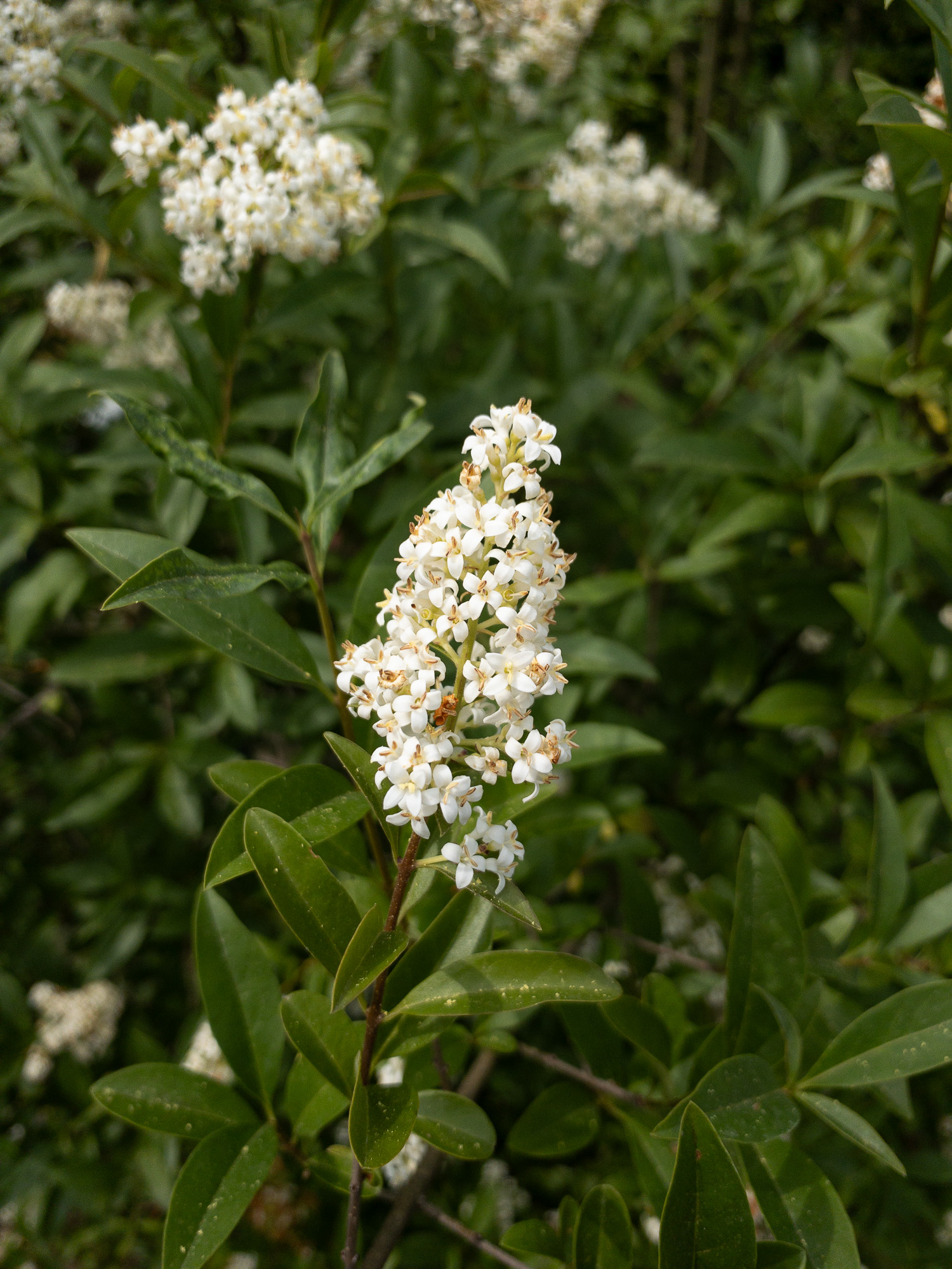 Gewöhnlicher Liguster