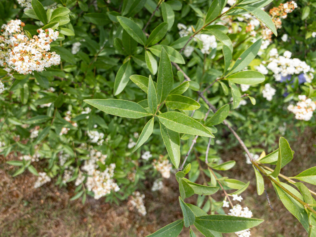 Gewöhnlicher Liguster