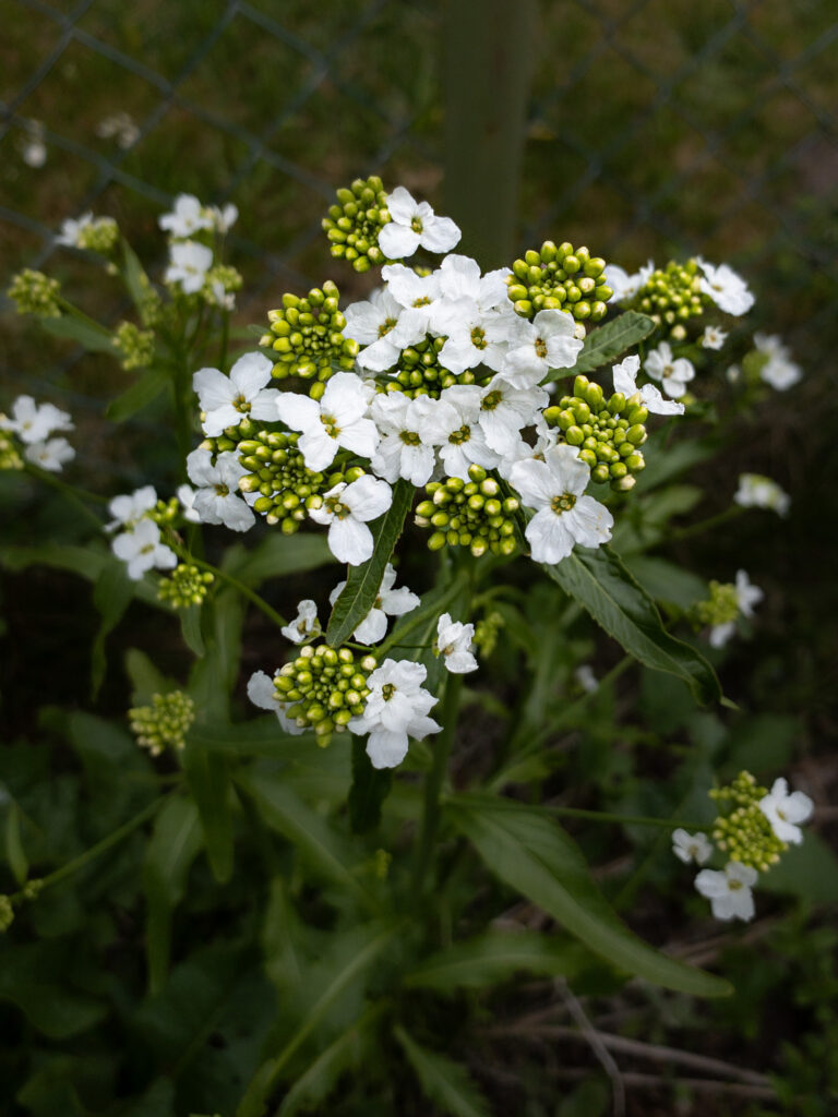 Meerrettich Blüten