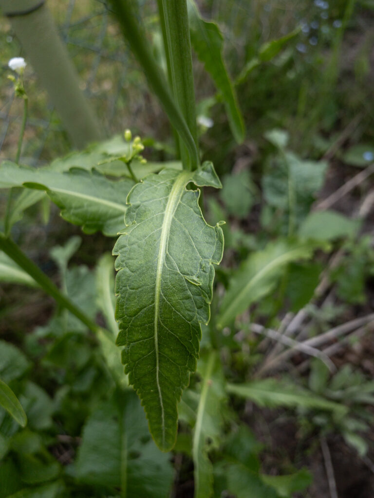 Blatt der Meerrettichpflanze